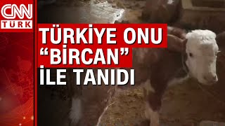 Enkazdaki ineğini besleyen Birgün Tuncay CNN Türk'te