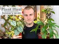 Houseplant Haul | January 2020