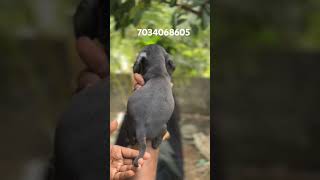 Mini dachshund puppies for sale|dash puppies available|dash puppies sale|dachshund|dachshund puppies