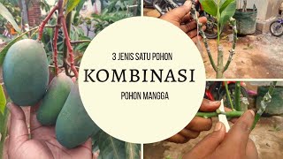 Kombinasi 3 janis mangga dari biji