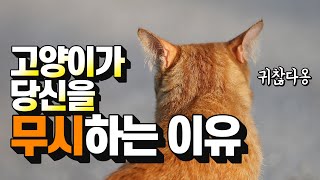 [ENG SUB] [대고민]고양이가 자꾸 저를 피하는 것 같아요