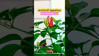 ഈ ആൾക്കാർ കാന്താരി കഴിക്കുന്നത് ശ്രേദ്ധിക്കണേ 😳 #facts #information #youtube #shorts #shortsviral