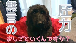 仕事に行って欲しくない犬がかわいすぎる。