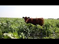 Young Red Angus