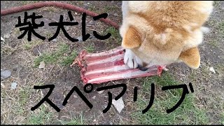 柴犬に鹿スペアリブをあげたら骨ごと食べた。Shiba inu