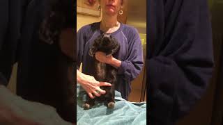 How to express a rabbit’s bladder