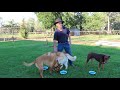 food etiquette 05 feeding multiple dogs