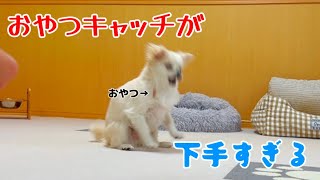 犬におやつキャッチさせてみたら笑