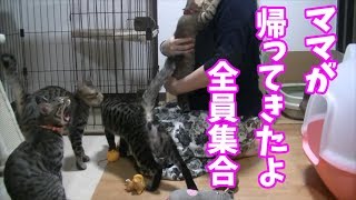 【ママに兎に角甘える猫子猫たち】全猫たちから甘えられる。ママがお仕事から帰ったらまずは恒例の儀式ｗ【6nyans】The cats amenable to mama