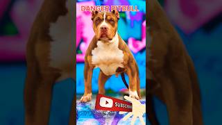 Danger pitbull 😱 #youtube #shorts #dangerous #pitbull #dog #video #viral #videos