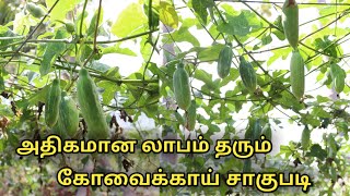 கோவைக்காய் சாகுபடி | coccinia grandis cultivation in tamil | ivy growd cultivation | uzhavan Magan