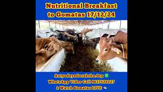 [17 Dec 2024] Morning Meal for Cows