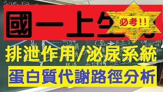 國一上生物 6-3  排泄作用 | 含氮廢物毒性推論 | 泌尿系統 | 國一生物 | 108課綱