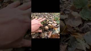 Заросли Прекрасных Грибов! A lot of Beautiful Mushrooms! #грибы #fungi #foraging #mushroom