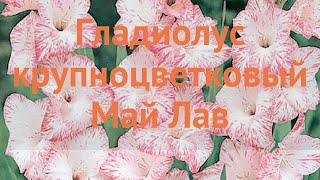 Гладиолус крупноцветковый Май Лав (my love) 🌿 обзор: как сажать, луковицы гладиолуса Май Лав