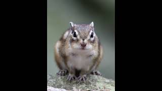 [4K]シマリス　chipmunk