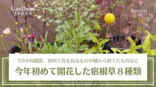 【５月中旬撮影】今年初めて開花した宿根草８種類