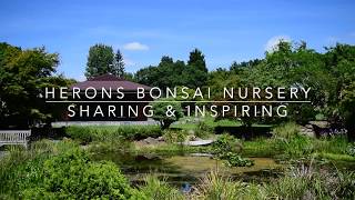 Herons Bonsai Sharing Inspiration