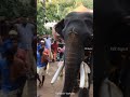 Thrikkadavoor Sivaraju @ Varkala Janardhana Swamy Temple #Thrikkadavoor Sivaraju #Elephant