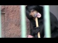 竹を口で割るマレーグマ ウメキチ~malayan sun bear is playing with bamboo