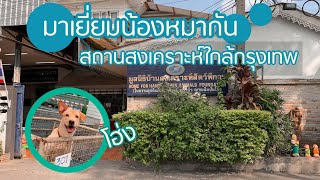 น้องหมาน่ารัก! ที่บ้านสงเคราะห์สัตว์ ใกล้กรุงเทพ || มูลนิธิบ้านสงเคราะห์สัตว์พิการ ปากเกร็ด