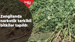 Ermənilər Zəngilan torpaqlarında narkotik tərkibli bitkilər əkib - Baku TV