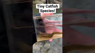 Tiny Catfish Species!