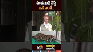 మనిషి టచ్ చేస్తే ఇక అంతే | #tigercubs #tigeroperation | #shorts | #10tv