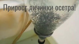 Обучающее видео: прирост личинки осетра