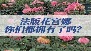 法版花宫娜 你们都拥有了吗？