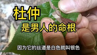 这是一颗名贵中药材，你知道它的药用价值吗，中药铺优选秘密