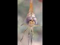 beautiful insect close view dragon fly