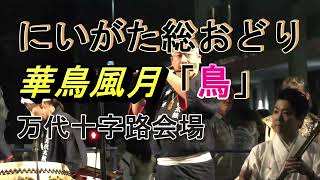 にいがた総おどり2023　万代十字路会場　華鳥風月　「鳥」＃にいがた総おどり