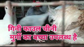 OFFERS Guinea fowl, All types Month old chicks Available for sale 8103145060 MP. Chhindwara