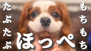 【キャバリア】キャバリア犬のもちもちたぷたぷほっぺをただただ堪能するだけの動画