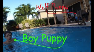 Pool Games: Wolf Puppy Keep Away!
