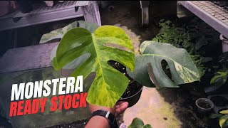 Flash sale monstera lagi⁉️