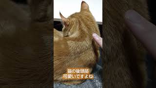 猫の後頭部は国宝級　#猫 #cat