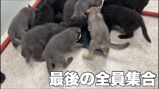 子犬たちが全員一緒に居れるのは今日で最後です