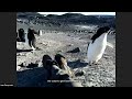 live all things penguins from antarctica