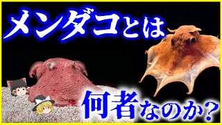 【ゆっくり解説】未だ謎が多い…「メンダコ」とは何者なのか？を解説/近年わかってきたメンダコの生態とは？食べられるのか？