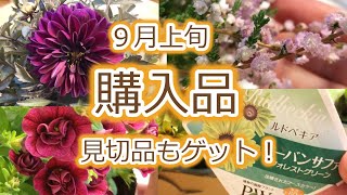 【購入品】見切りＰＷルドベキア/秋の寄せ植え素材/新色カリブラコア/金平糖みたいなカルーナ/【蚊よけスプレー他】