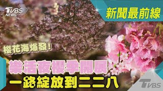 櫻花海爆發! 樂活夜櫻季開展 一路綻放到二二八｜TVBS新聞 @TVBSNEWS02