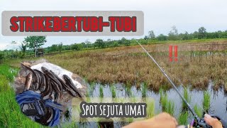 FULL STRIKE‼️ BERTUBI-TUBI TIDAK BUTUH LAMA UNTUK MELEMPAR UMPAN SPOT PERSAWAHAN || CASTING GABUS