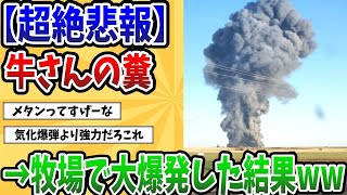 【2ch動物スレ】牛さんの糞→牧場で大爆発した結果ｗｗｗ