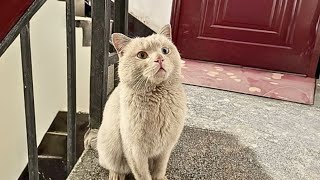[Rescue cat] A polite and beautiful stray cat knocks on the door: Would you like to make me a pa...