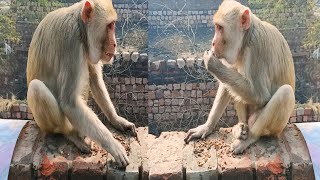 Amazing Monkey Videos | Bandar Animal Fun | Cute \u0026 Funny Monkey Moments