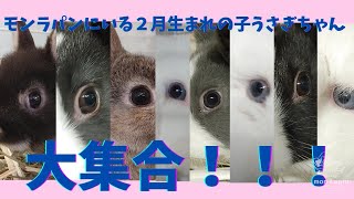 子ウサギちゃん大運動会？【うさぎ専門店monLapin】