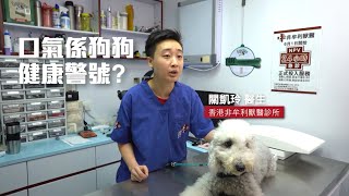 非牟利獸醫診所 (NPV) 關凱玲醫生 - 提醒養狗嘅你 [Part 3]