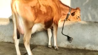 ਟੌਪ ਦੀ ਜਰਸੀ ਗਾਂ ਵਿਕਾਉ ਬਹੁਤ ਚੰਗੀ ਰਿਕਾਰਡ ਵਾਲੀ #top#cow#jersey